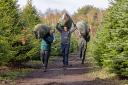 The Trinity Street Christmas Tree team carrying freshly cut Dorset grown Christmas trees on their local plantation