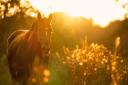 Police volunteers on horseback are needed for the New Forest